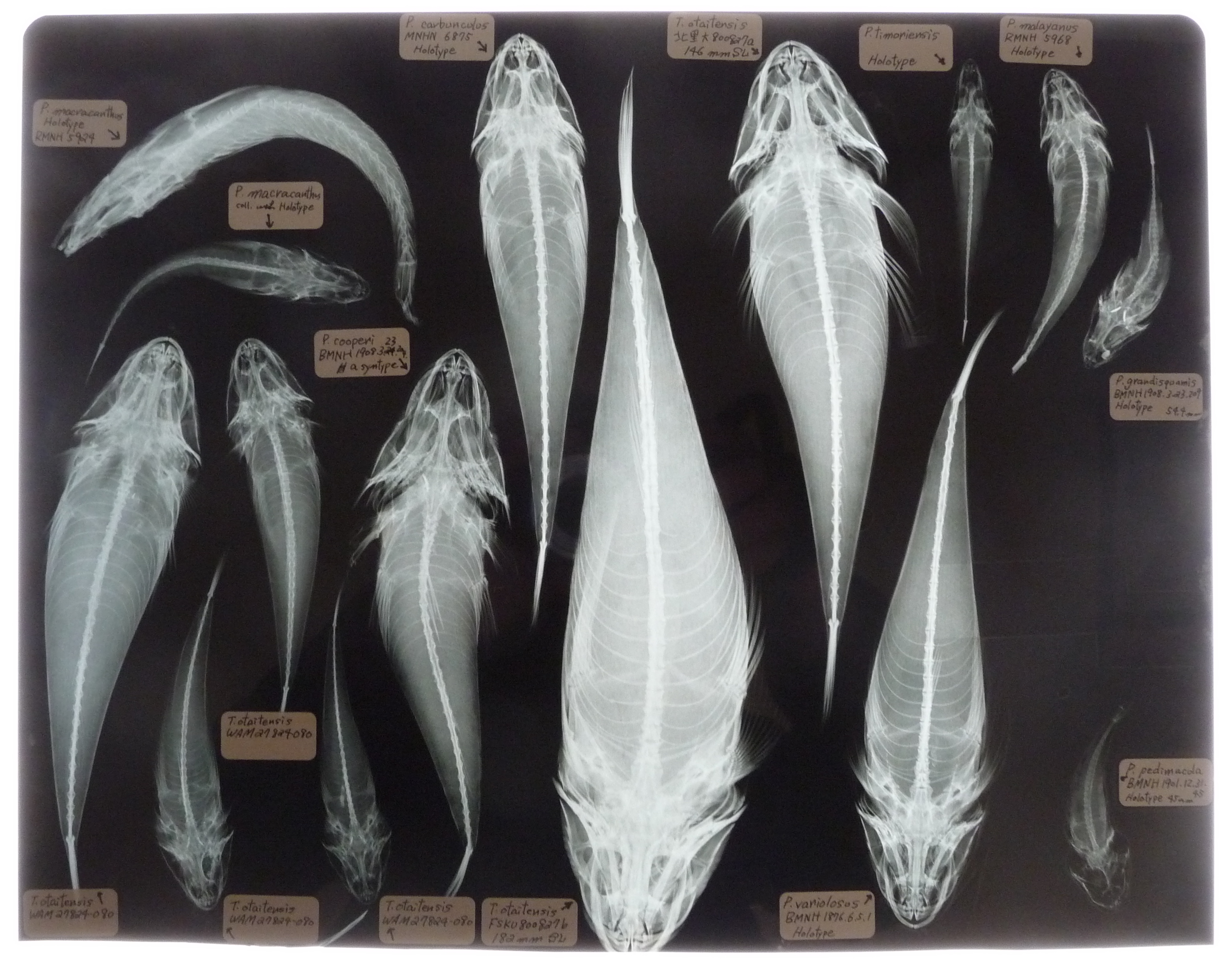 コース: 標本の観察―面倒だけどとても重要 | LASBOS Moodle